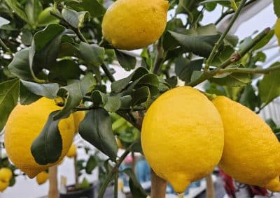 Balkonpflanzen aus der Gärtnerei Loizenbauer