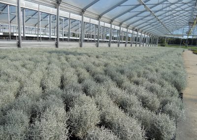 Gärtnerei Loizenbauer in Pucking