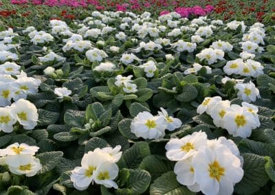 Frische Kräuter, Pflanzen & Blumen aus Ihrer Gärtnerei – natürlich, regional & herzlich. Holen Sie sich die Natur nach Hause!
