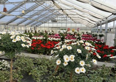 Frühlingsblumen aus der Gärtnerei in Pucking