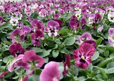 Pflanzen & Blumen aus Ihrer Gärtnerei – natürlich, regional & herzlich. Holen Sie sich die Natur nach Hause!