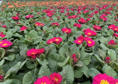 Blumenvielfalt aus regionaler Gärtnerei