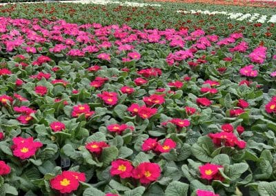 Gartenblumen aus der Gärtnerei in Pucking