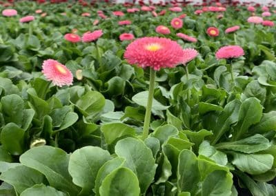 Gartenblumen aus der Gärtnerei in Pucking