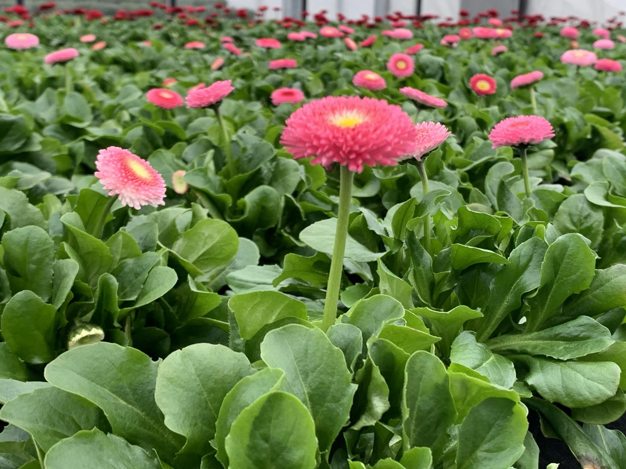 Gartenblumen aus der Gärtnerei in Pucking