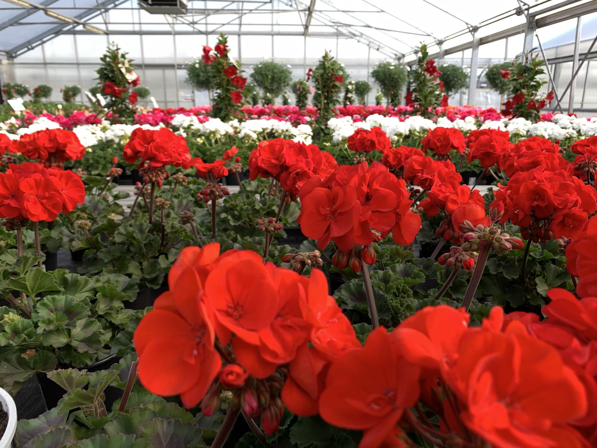 Blumen in Pucking