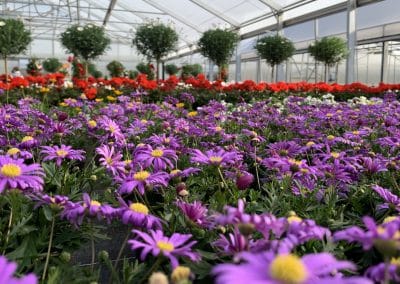 Regionale Blumen aus der Gärtnerei in Pucking
