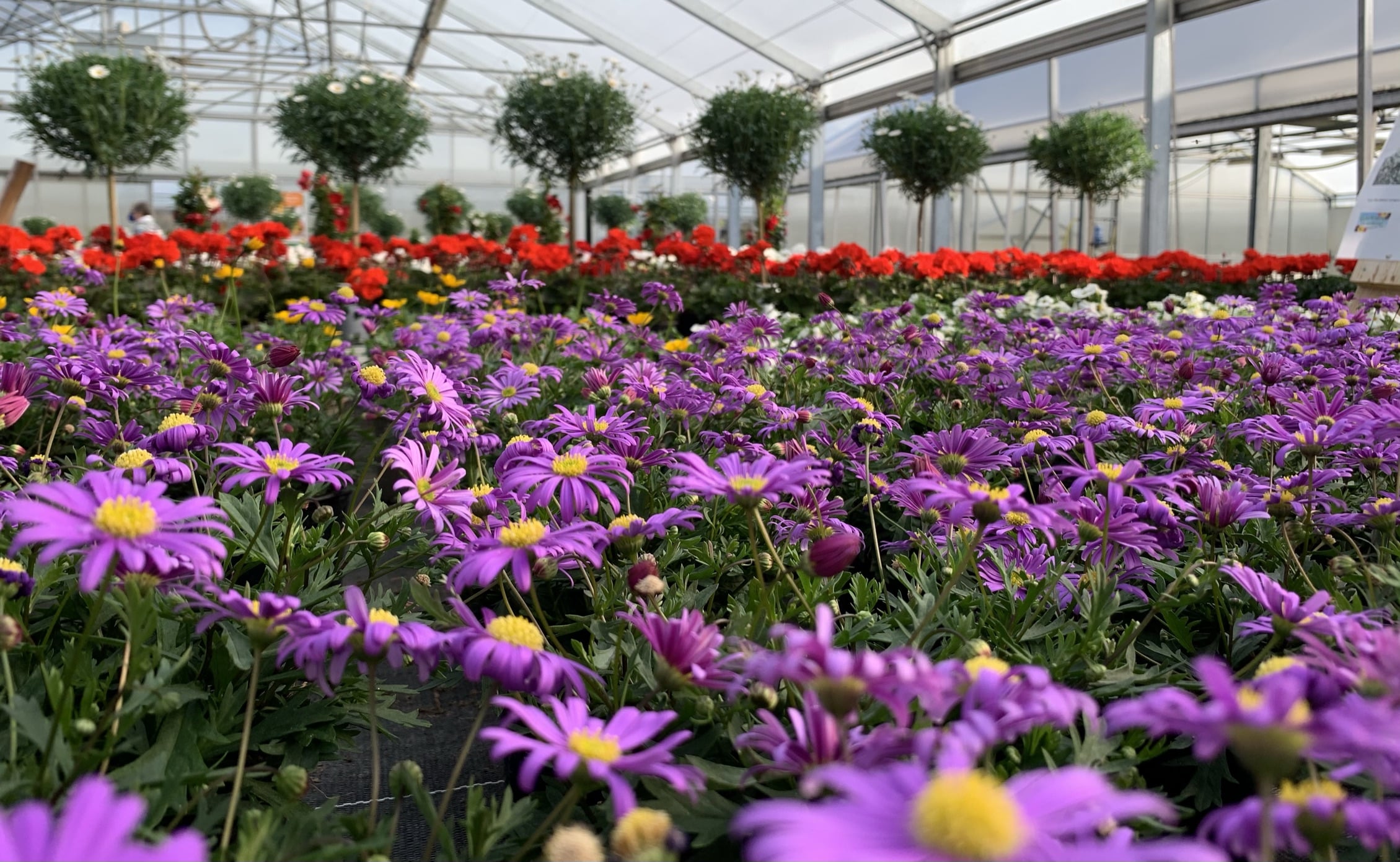 Regionale Blumen aus der Gärtnerei in Pucking