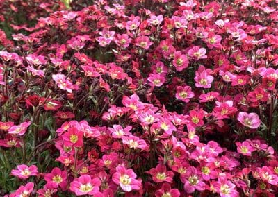 Regionale Blumen aus der Gärtnerei in Pucking