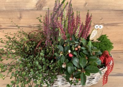 FRISCHE KRÄUTER & SALATPFLANZEN – NATÜRLICH GENIESSEN